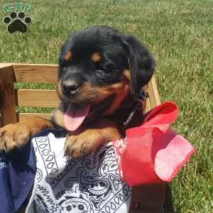 Brynn, Rottweiler Puppy